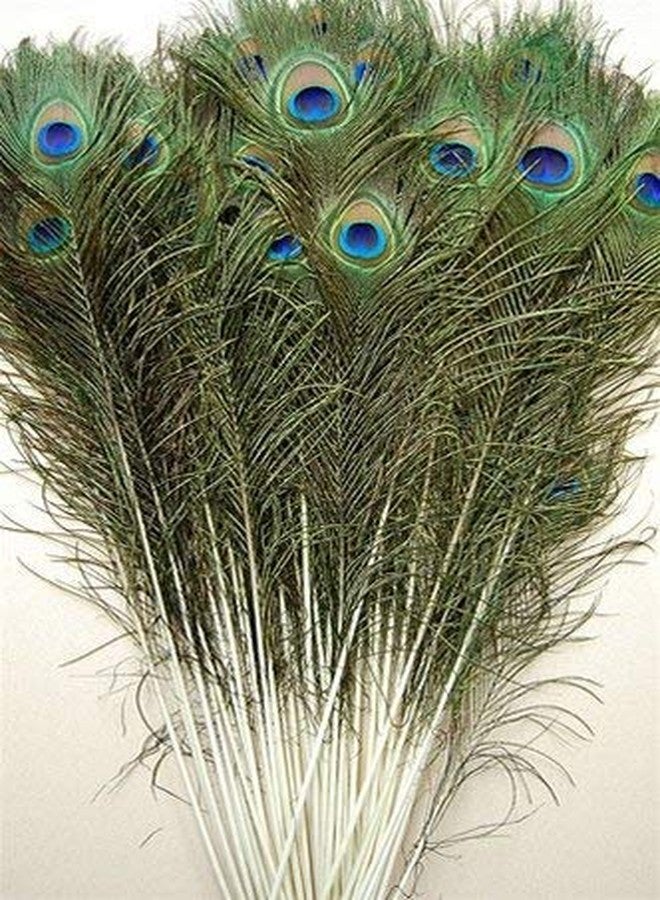 Prime Hub Prisart Peacock Feather More Pankh Feather Tails Original Full Length Size 30 Inch (50) - Image 2